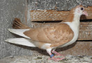 34g(2012)