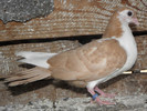 35g(2012)