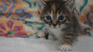 Cute Baby Kitten meows because Mama Cat is not there_20121007-22373458