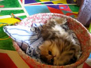 Cute Persian kitten, Intrepid - 07.30.11_20121007-22382681