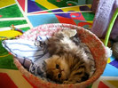 Cute Persian kitten, Intrepid - 07.30.11_20121007-22384512