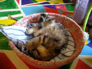 Cute Persian kitten, Intrepid - 07.30.11_20121007-22385059