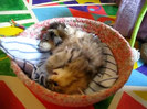 Cute Persian kitten, Intrepid - 07.30.11_20121007-22385309