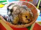 Cute Persian kitten, Intrepid - 07.30.11_20121007-22391601