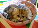 Cute Persian kitten, Intrepid - 07.30.11_20121007-22394615