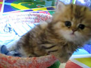 Cute Persian kitten, Intrepid - 07.30.11_20121007-22404048