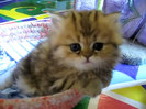 Cute Persian kitten, Intrepid - 07.30.11_20121007-22404249