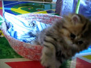Cute Persian kitten, Intrepid - 07.30.11_20121007-22411518