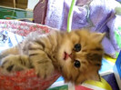 Cute Persian kitten, Intrepid - 07.30.11_20121007-22413377