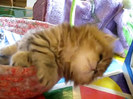 Cute Persian kitten, Intrepid - 07.30.11_20121007-22413911