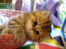 Cute Persian kitten, Intrepid - 07.30.11_20121007-22414175