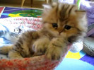 Cute Persian kitten, Intrepid - 07.30.11_20121007-22421643