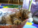 Cute Persian kitten, Intrepid - 07.30.11_20121007-22422013