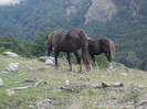 IMAG0066