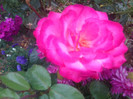 FLORI