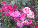 FLORI