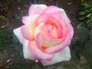 FLORI