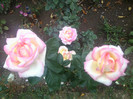 FLORI