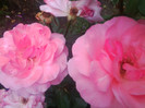 FLORI
