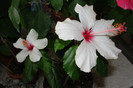 hibiscus Apple Blosom