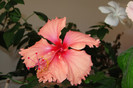 hibiscus Pink Shower Sport