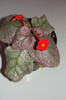 episcia Jim's Dancing Doll