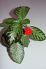 episcia Silvans Beauty
