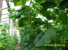 SDC12306