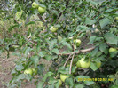 SDC12312