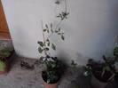 Pandorea -
