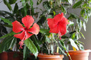 hibiscus Surinam si hibiscus Rouge Tropique