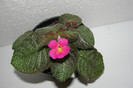 episcia Pink Panter