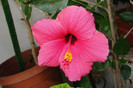 hibiscus Cairo Rosa
