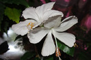 hibiscus Dainty White