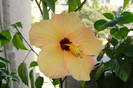 hibiscus CAiro Apricot /Somon