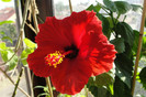 Hibiscus Paris