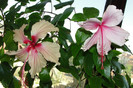 hibiscus Rowenas Weeding si hibiscus Pink Wings