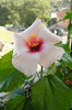 hibiscus Apple Blossom
