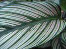 Calathea White Star (2012, Oct.10)