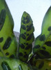 Calathea Insigne (2012, October 10)