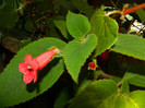 DSCN8568