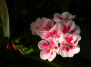 DSCN8589