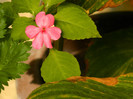 DSCN8590
