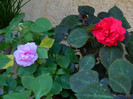 DSCN8595