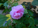 DSCN8598