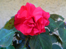 DSCN8599