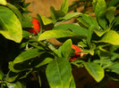 DSCN8606