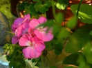 DSCN8607