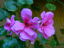 DSCN8609