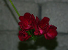 DSCN8615